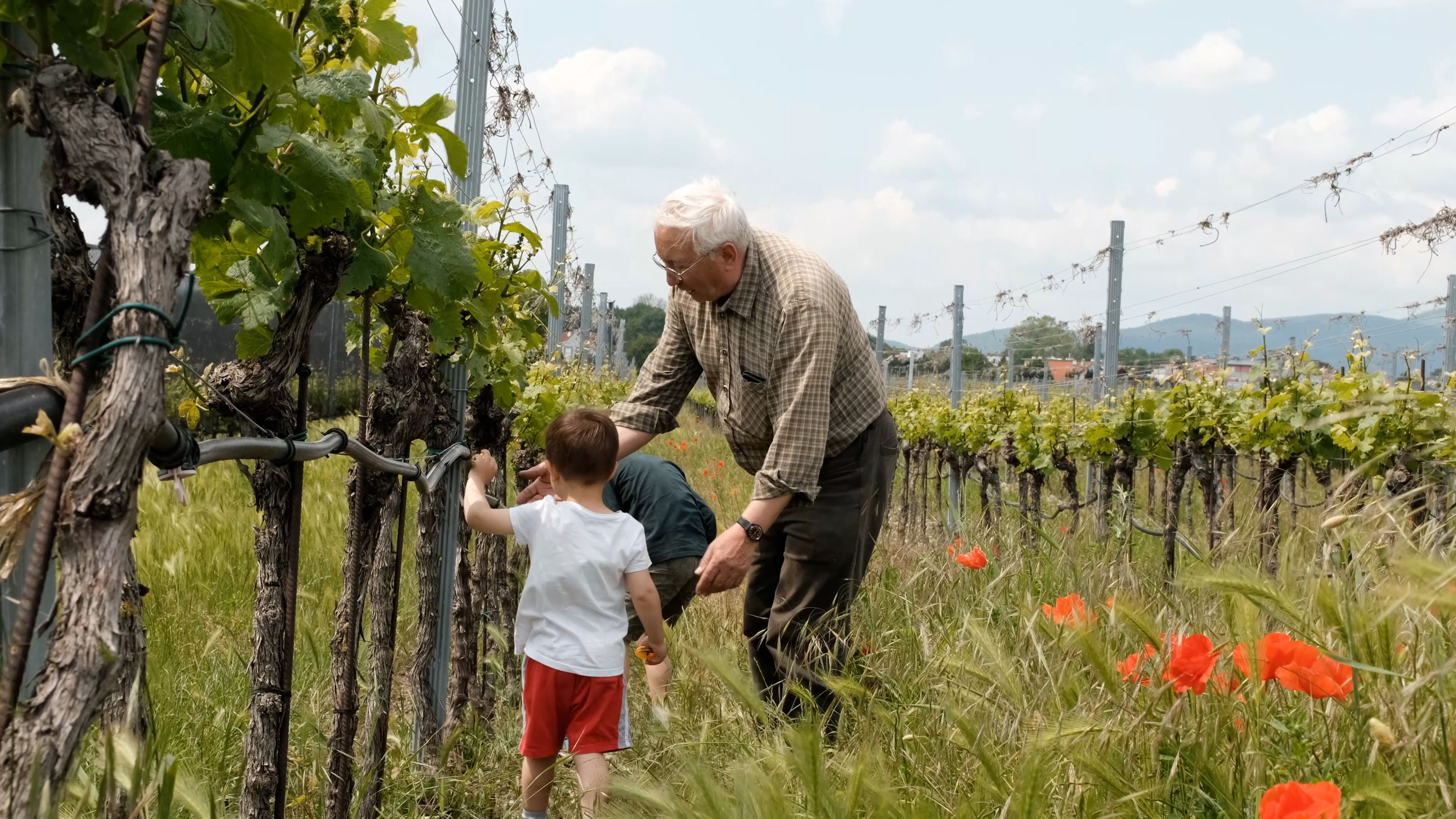 Weingut Hartl