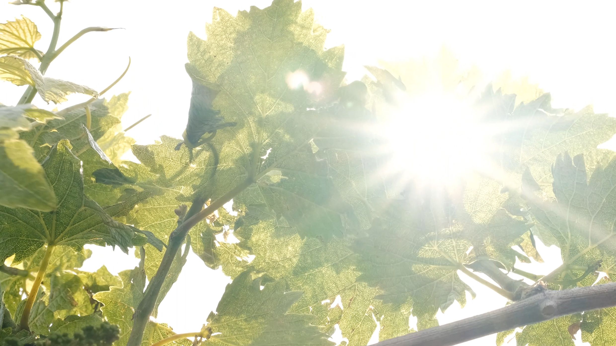 Weingut Hartl